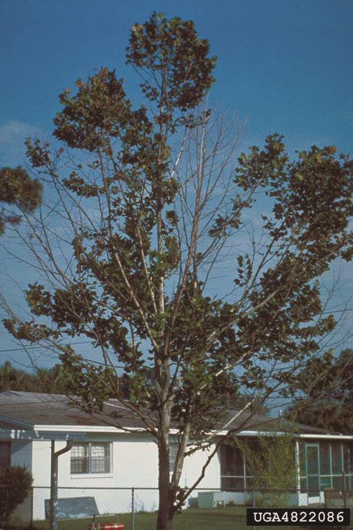 Twig Dieback